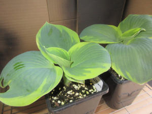 Hosta Frances Williams