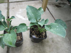 Hosta Blue Cadet