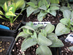 Hosta Blue Mouse Ears