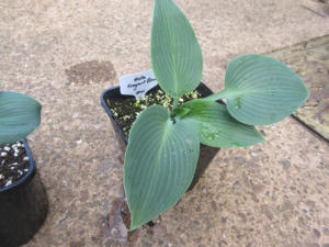 Hosta Fragrant Blue