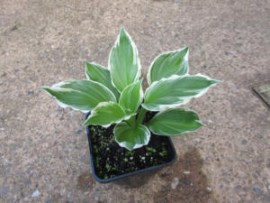 Hosta Francee