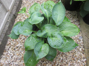 Hosta Abiqua Drinking Gourd