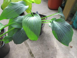 Hosta Blue Angel