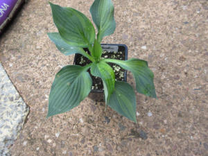 Hosta Canadian Blue
