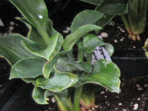 Hosta Dancing Mouse