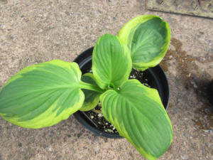 Hosta Diana Remembered