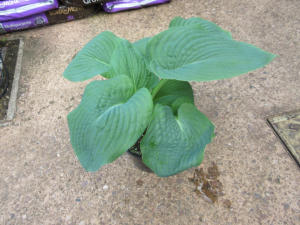 Hosta Elegans Sieboldiana