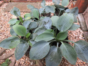 Hosta Hadspen Blue