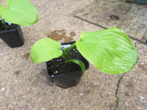 Hosta Honeybells