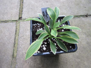 Hosta Hush Puppy