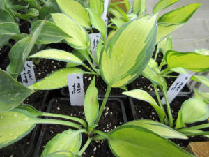 Hosta June