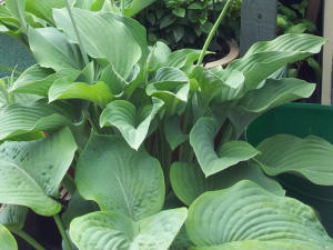 Hosta Krossa Regal