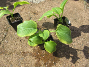 Hosta Lakeside Cha Cha