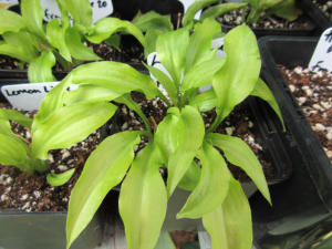 Hosta Lemon Lime