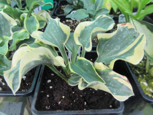Hosta Mouse Capades