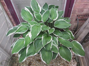 Hosta Our Patriot