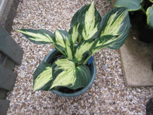 Hosta Revolution