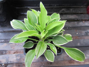 Hosta Rock Island Line