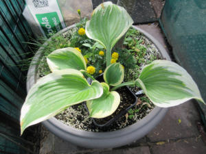 Hosta Sagae