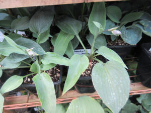 Hosta Serendipity