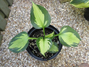 Hosta Whirlwind