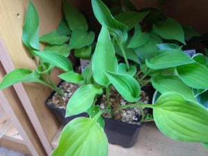 Hosta Royalty