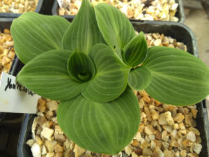 Hosta You're so Vein