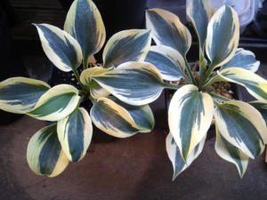 Hosta Blue Ivory