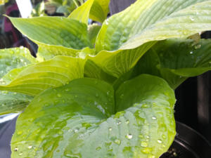 Hosta Climax