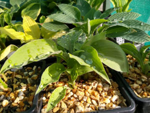 Hosta Dilithium Crystal