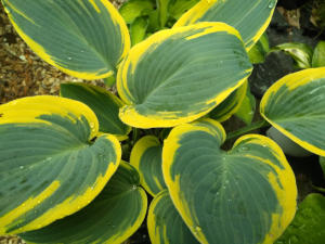 Hosta First Frosts