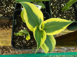 Hosta Firn Line