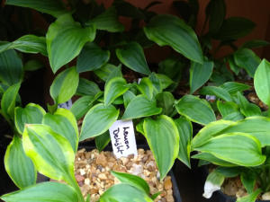 Hosta Lemon Delight