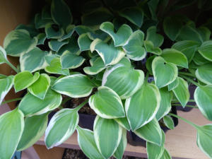 Hosta Lakeside Ninita