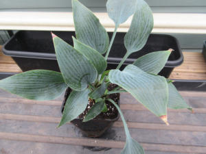 Hosta Sherborne Swift