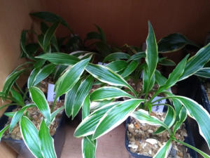 Hosta Stiletto