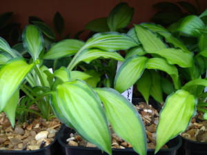 Hosta Twist of Lime