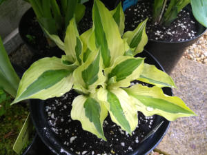 Hosta Yellow Polka Dot Bikini