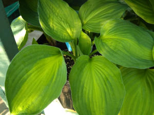 Hosta Captain Kirk