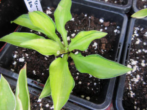 Hosta Cracker Crumbs