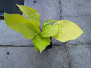 Hosta Designer Genes