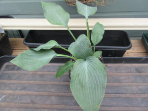 Hosta Devon Blue