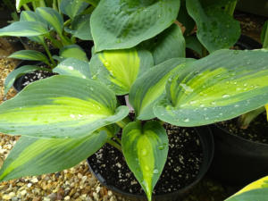 Hosta Dinner Jacket