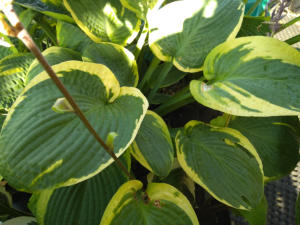 Hosta Glory Hallelujah