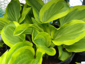 Hosta Golden Tiara