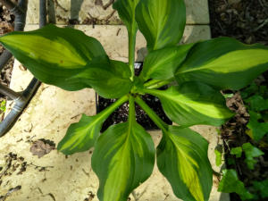 Hosta Lakeside Spellbinder