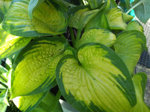 Hosta Paradigm