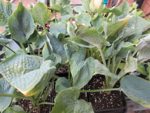 Hosta Sapphire Pillows