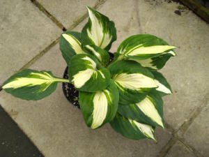 Hosta Vulcan