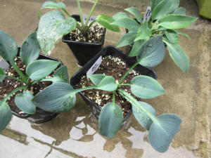 Hosta Halcyon